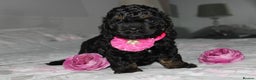 Cockapoo dogs for sale: American unique Black & Tan Cockapoo Girl - Advert 1