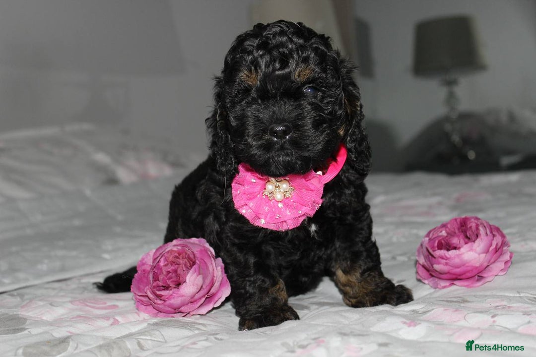 Cockapoo dogs for sale: American unique Black & Tan Cockapoo Girl - Image 9