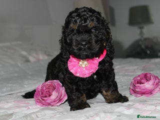 Cockapoo dogs American unique Black & Tan Cockapoo Girl - Advert 1