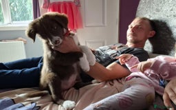 Border Collie dogs for sale: Border collie - Image 4