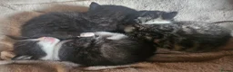 Mixed Breed cats for sale: 4 male kittens - Advert 10
