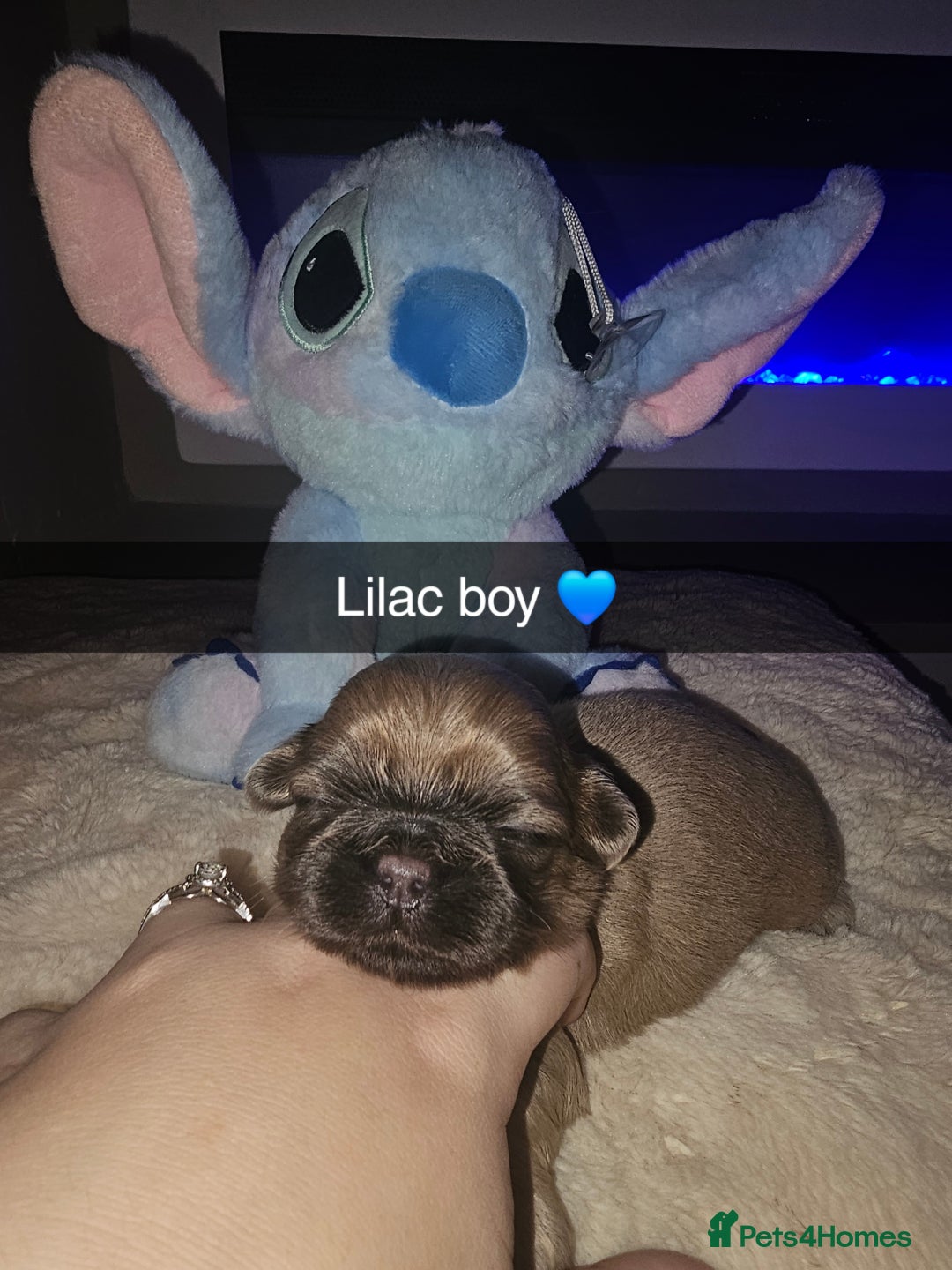 Shih Tzu dogs for sale: Imperial shih tzu puppies  - Image 3