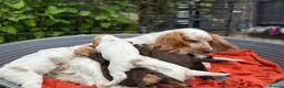 Cocker Spaniel dogs for sale: Royal cocker spaniel puppies - Advert 5