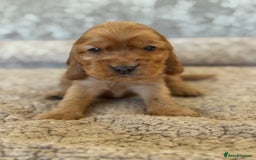 Cocker Spaniel dogs for sale: BEAUTIFUL KC REGISTERED SHOW TYPE HEALTH TESTED - Image 10