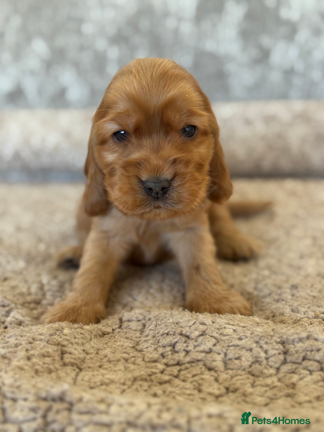 Cocker Spaniel dogs for sale: BEAUTIFUL KC REGISTERED SHOW TYPE HEALTH TESTED - Image 10
