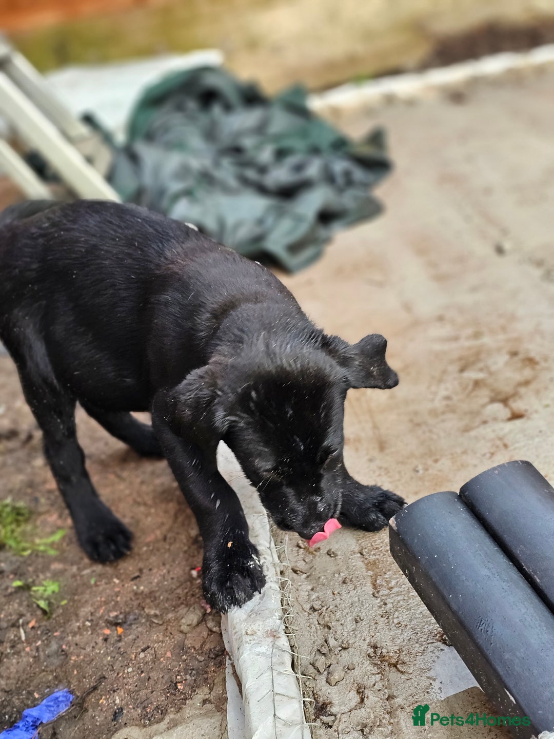Labrador Retriever dogs for sale: Labrador puppies - Advert 3