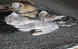 Mixed Breed cats for sale: 🐈‍⬛🐈4x kittens for sale 🐈‍⬛🐈 - Image 1