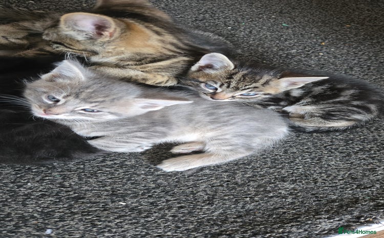 Mixed Breed cats - Advert 9