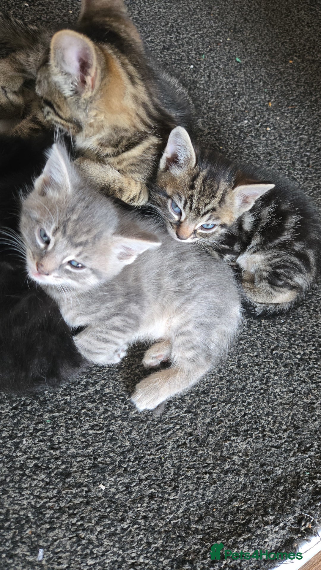 Mixed Breed cats for sale: 🐈‍⬛🐈4x kittens for sale 🐈‍⬛🐈 - Image 1