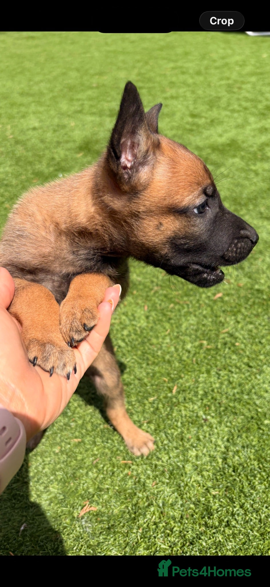 Belgian Shepherd Dog dogs Belgian Malinois Pup - Advert 1