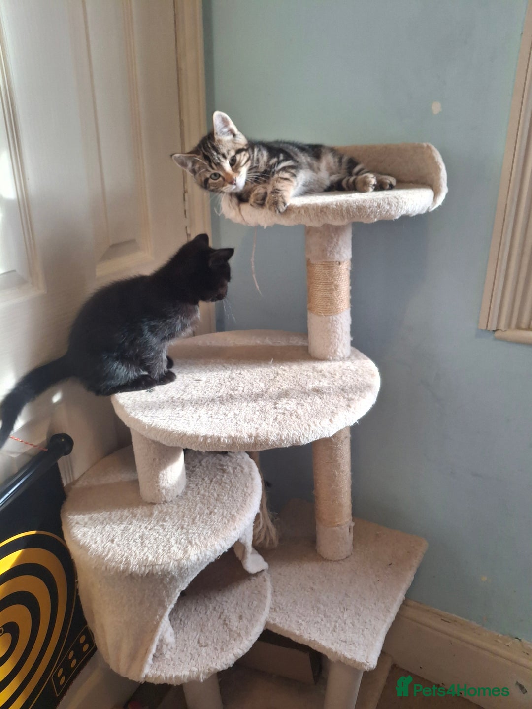 Mixed Breed cats for sale: Kittens for sale! - Advert 5