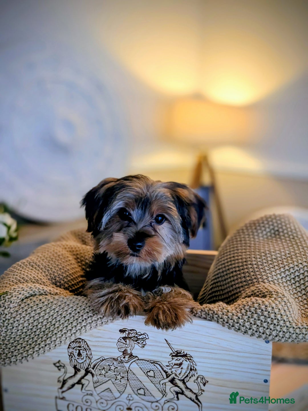 Yorkshire Terrier dogs for sale: 2 Biewer Yorkshire Terrier Boys – Ready Now! - Advert 6