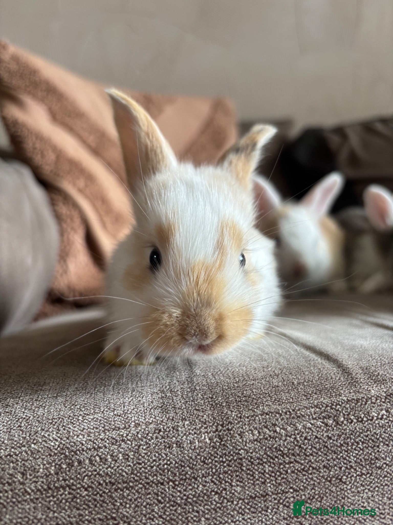 Mini Lop rabbits Lop bunnies  - Advert 1