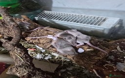 Mouse rodents for sale: Young colony bred mice, possibly naked carriers - Image 6