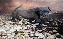 Jack Russell dogs for sale: Jack Russel puppies  - Image 2