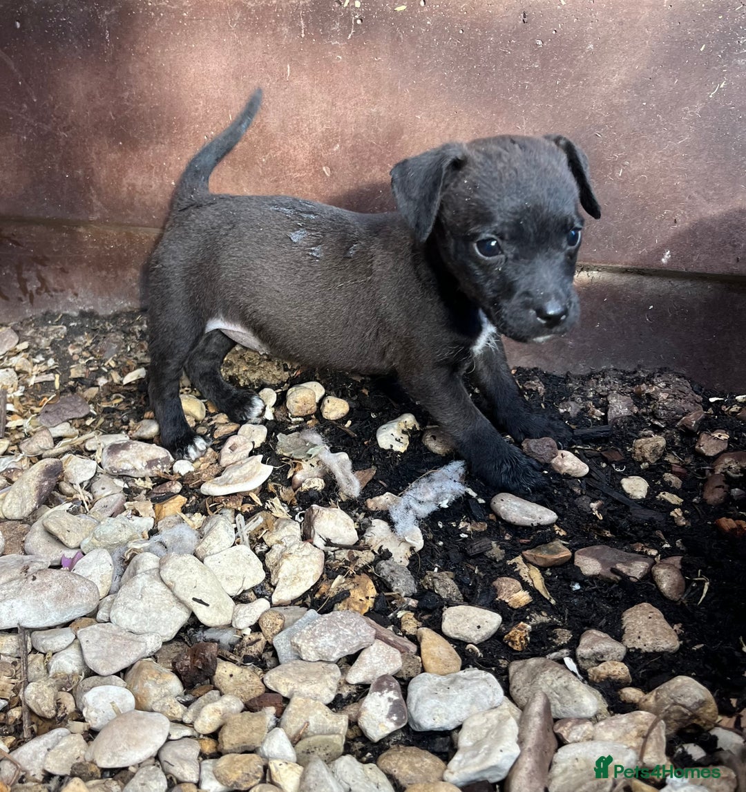 Jack Russell dogs for sale: Jack Russel puppies  - Image 2
