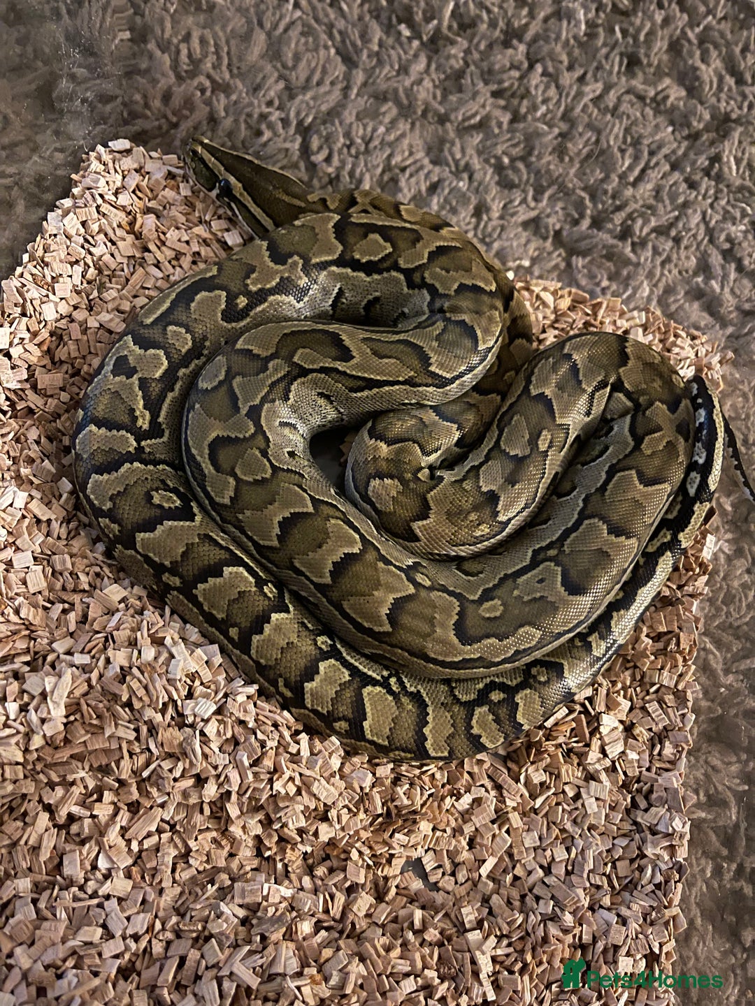 Snake reptiles for sale: Various snakes for sale - Advert 9