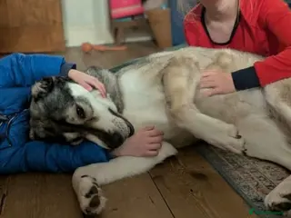 Mixed Breed dogs Beautiful Kira - Advert 13