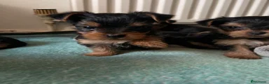 Yorkshire Terrier Puppy 2