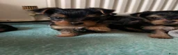 Yorkshire Terrier dogs for sale: Adorable yorkshire terrier puppies in Boston - Advert 8