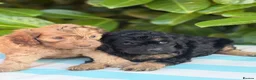 Cockapoo dogs for sale: Cockapoo males and females  - Advert 14