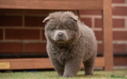 Chow Chow dogs for sale: Chow chow nation  - Image 14