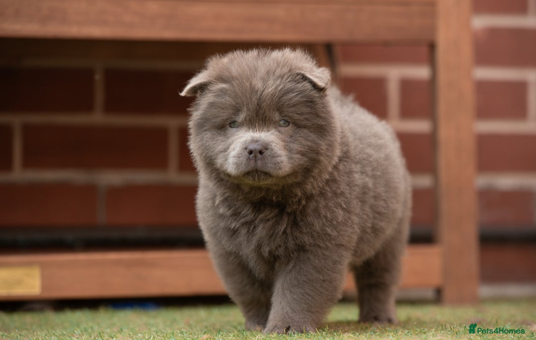 Chow Chow dogs for sale: Chow chow nation  - Image 14