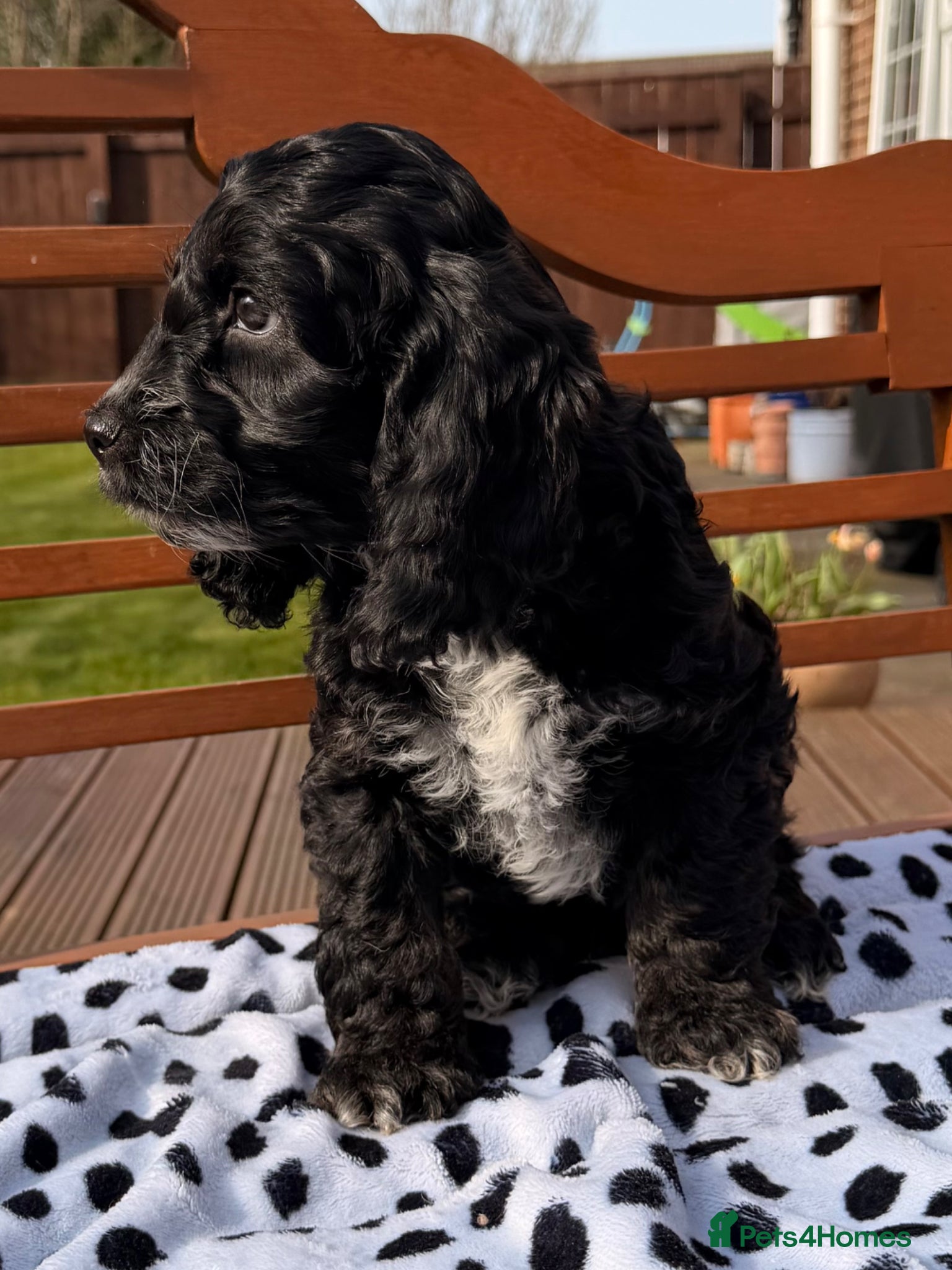 Cockapoo dogs F1 Cockapoo Puppies - Advert 14