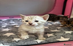 Bengal cats for sale: Supreme Grand Champion TICA bengal kittens  - Image 5