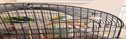 Budgerigars birds for sale: Pair of budgies  - Advert 3
