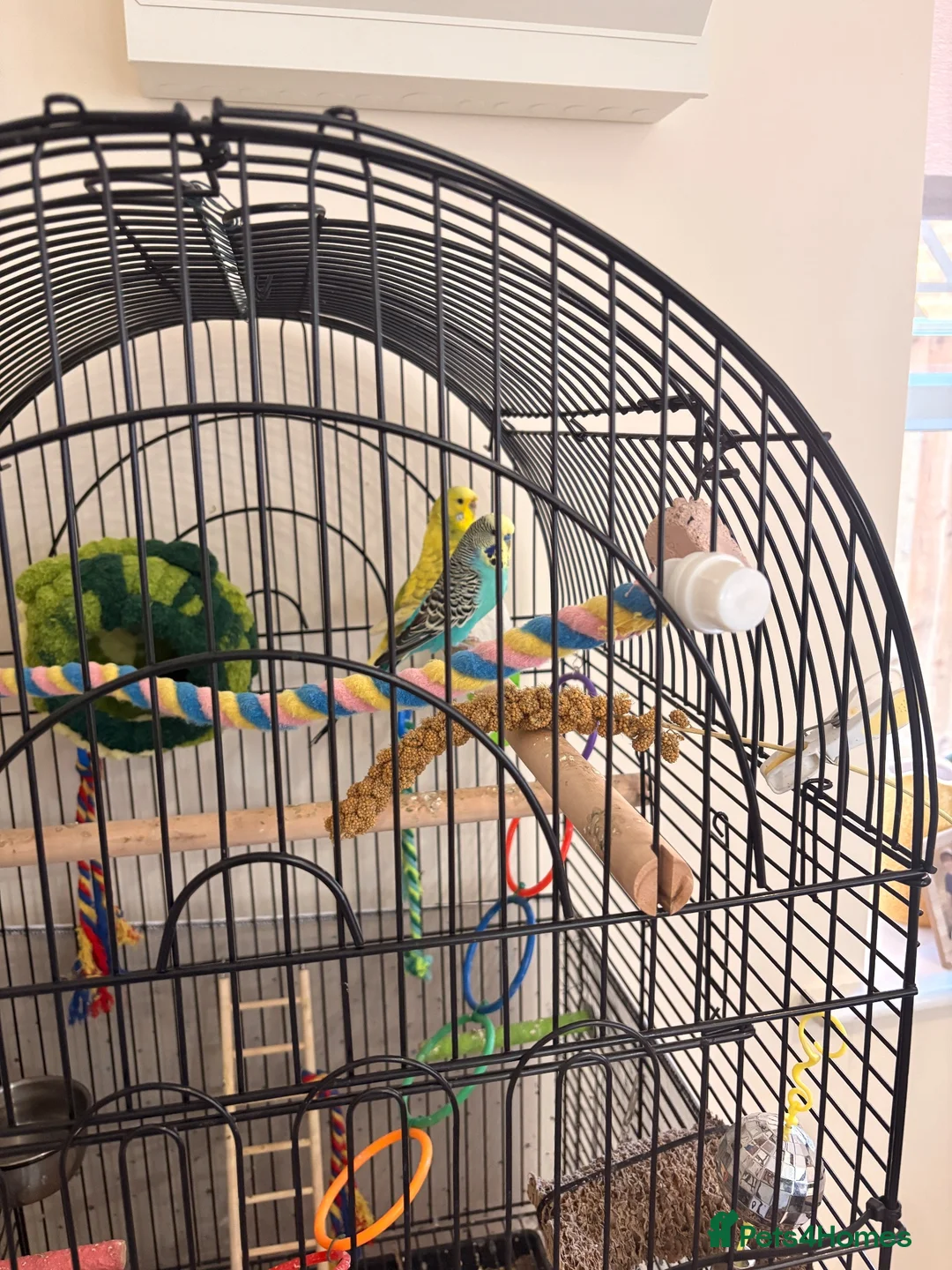 Budgerigars birds for sale: Pair of budgies  - Advert 3
