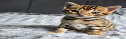 Bengal cats for sale: Waiting list open for kittens 2026-expecting 27.01 - Advert 11