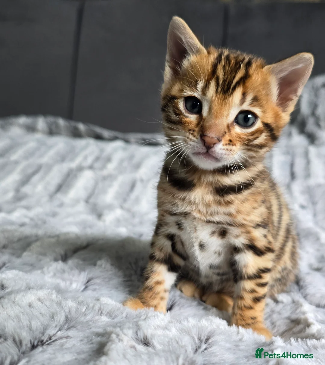 Bengal cats for sale: Waiting list open for kittens 2026-expecting 27.01 - Advert 11
