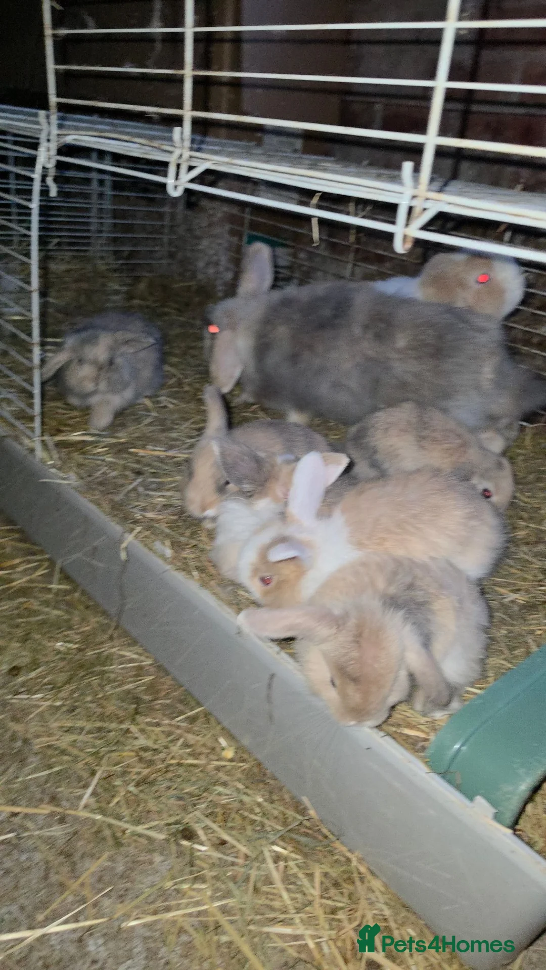 Lionhead rabbits for sale: Lop lionhead bunnies!  in Stockport - Advert 2