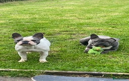 French Bulldog dogs for sale: Two French bulldogs £500 for both  - Image 5