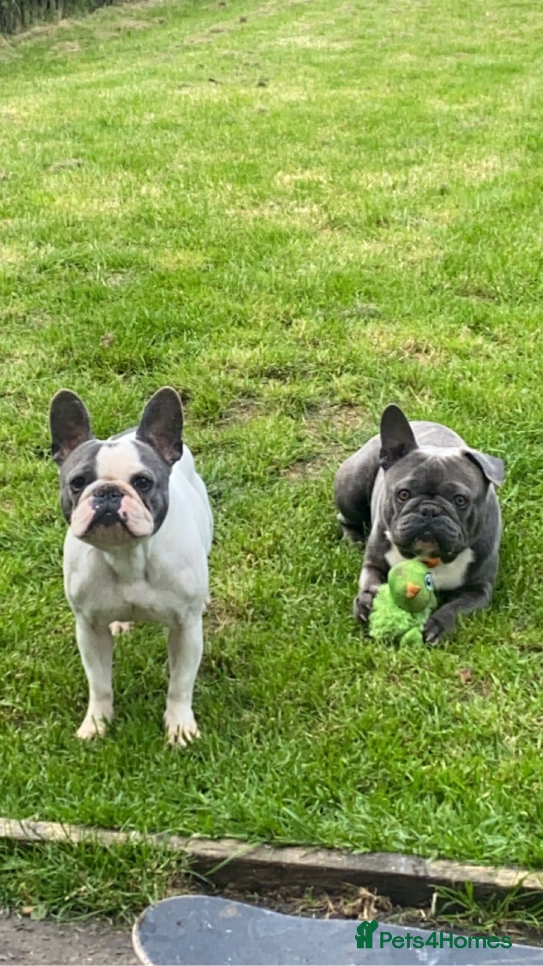 French Bulldog dogs for sale: Two French bulldogs £500 for both  - Image 5