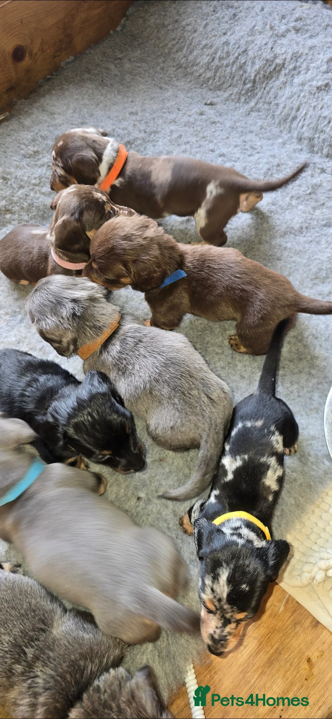 Miniature Dachshund dogs for sale: Fabulous Minature Dashounds - Advert 36