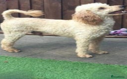 Jackapoo dogs for sale: F1 Jackapoo - Image 10