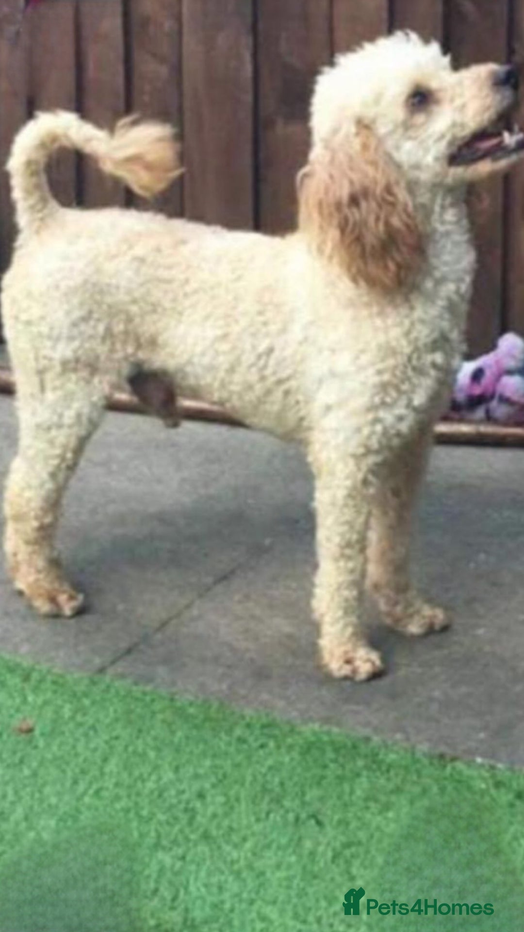 Jackapoo dogs for sale: F1 Jackapoo - Image 10