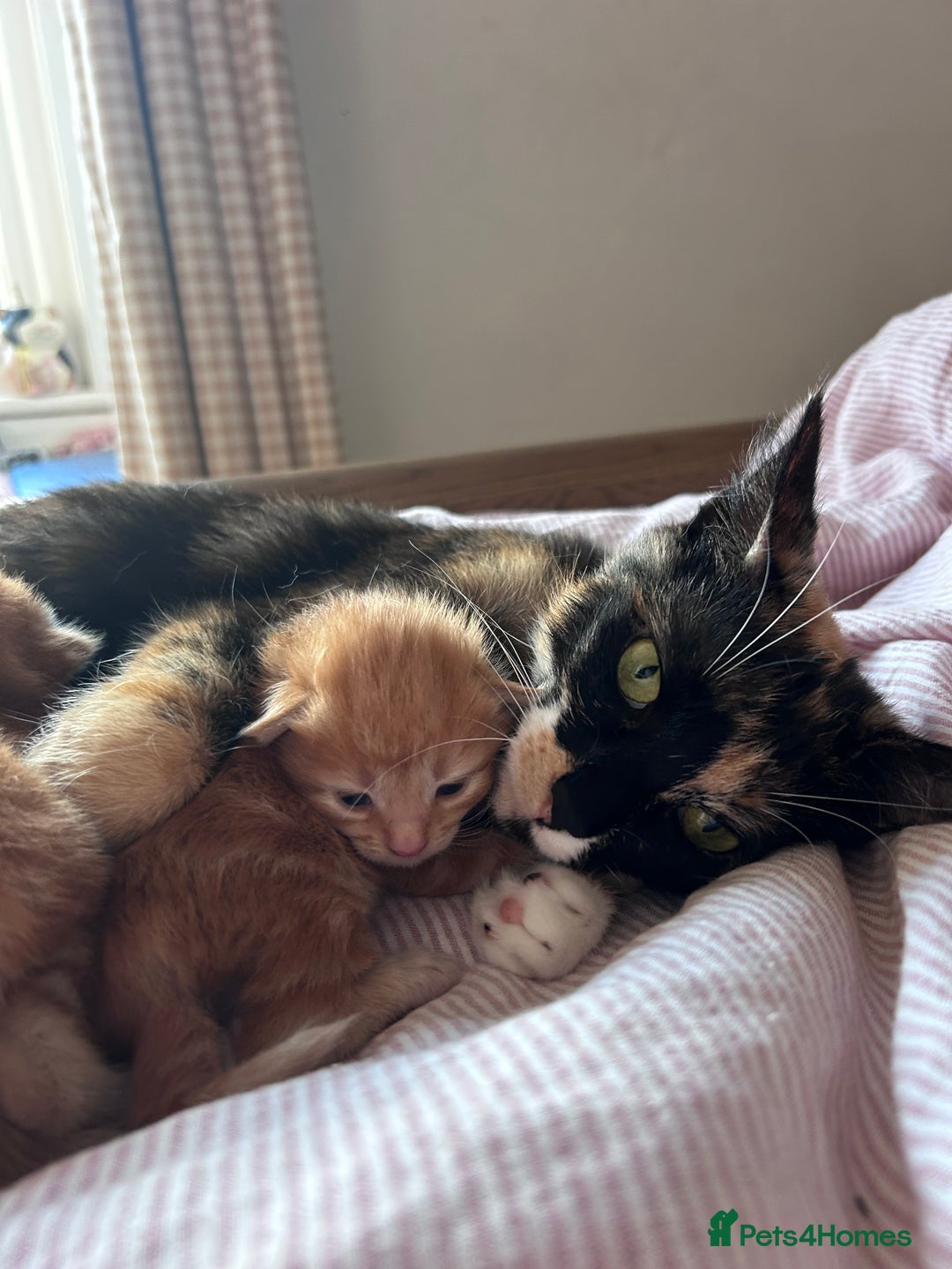 British Longhair cats for sale: Ginger British long hair male kitten - Advert 1