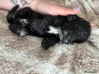 Cockapoo dogs 4 male cockapoos for sale! - Advert 2