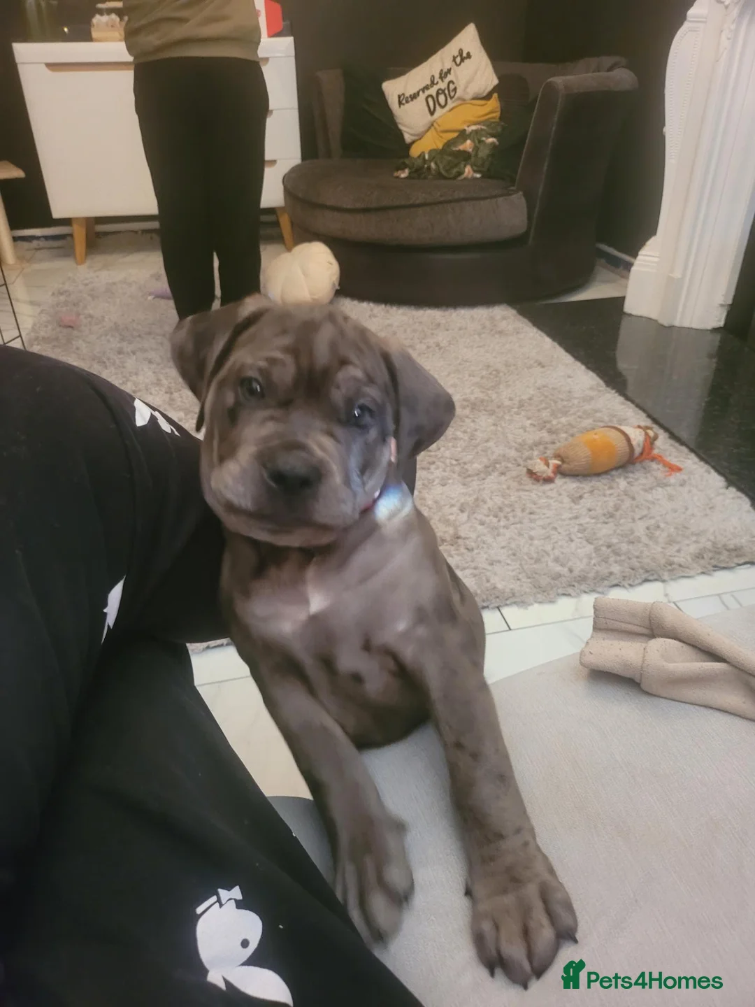 Mixed Breed dogs for sale: Gorgeous female mearle mastiff mix - Advert 1