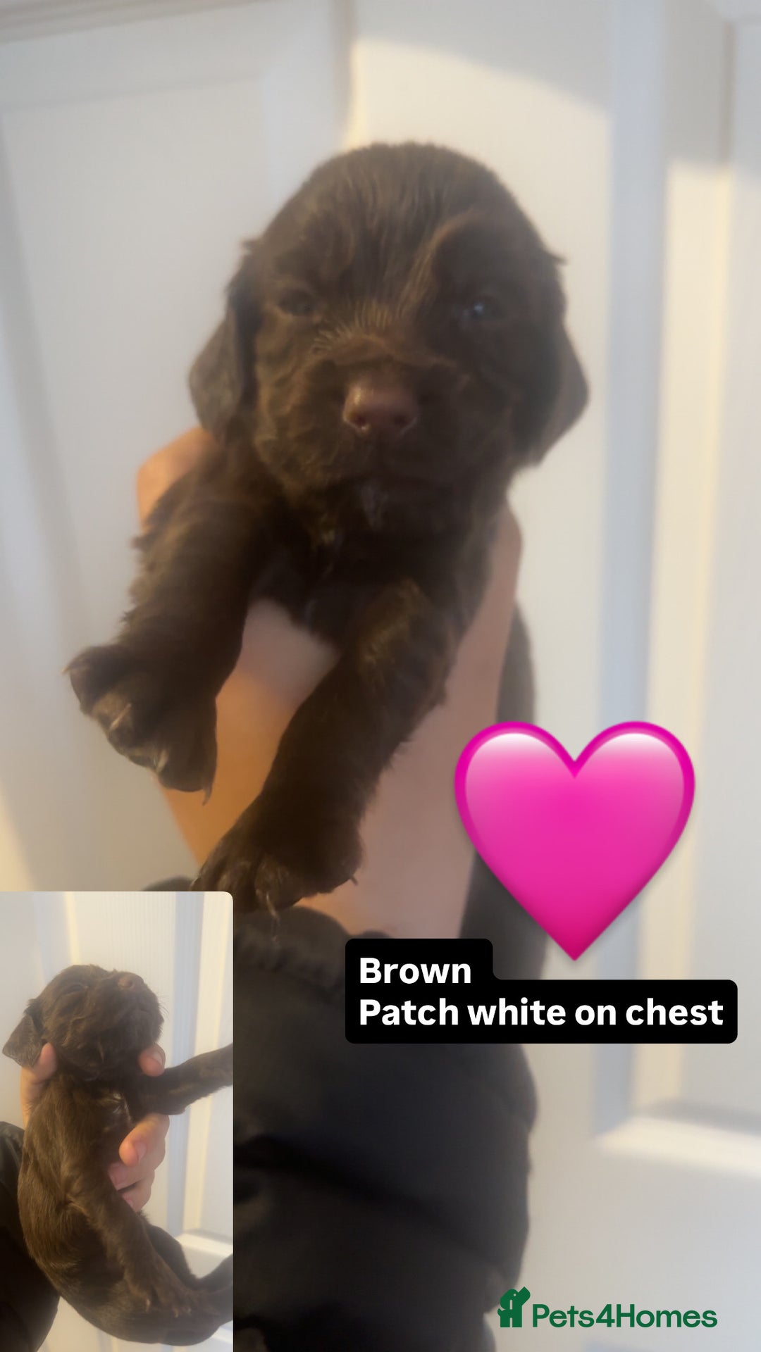 Cocker Spaniel dogs for sale: Cocker spaniels, read description  - Image 4