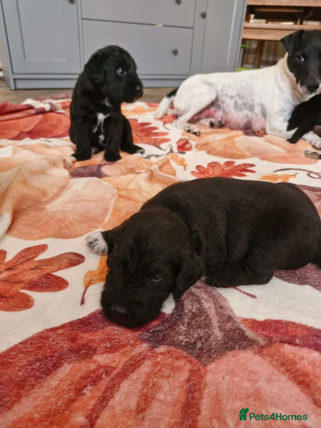 Mixed Breed dogs for sale: Jack russell x bedlington terrier  - Advert 1