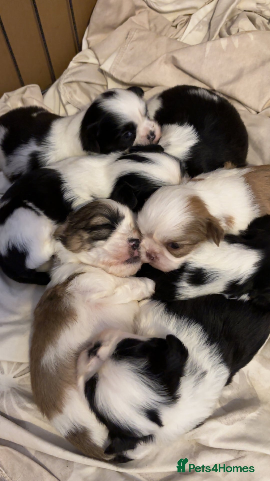 Shih Tzu dogs for sale: Shih Tzu puppies - Advert 16