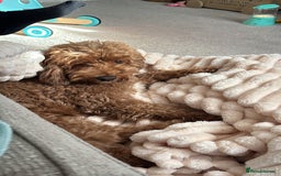Cockapoo dogs for sale: Male 4 year old  - Advert 4