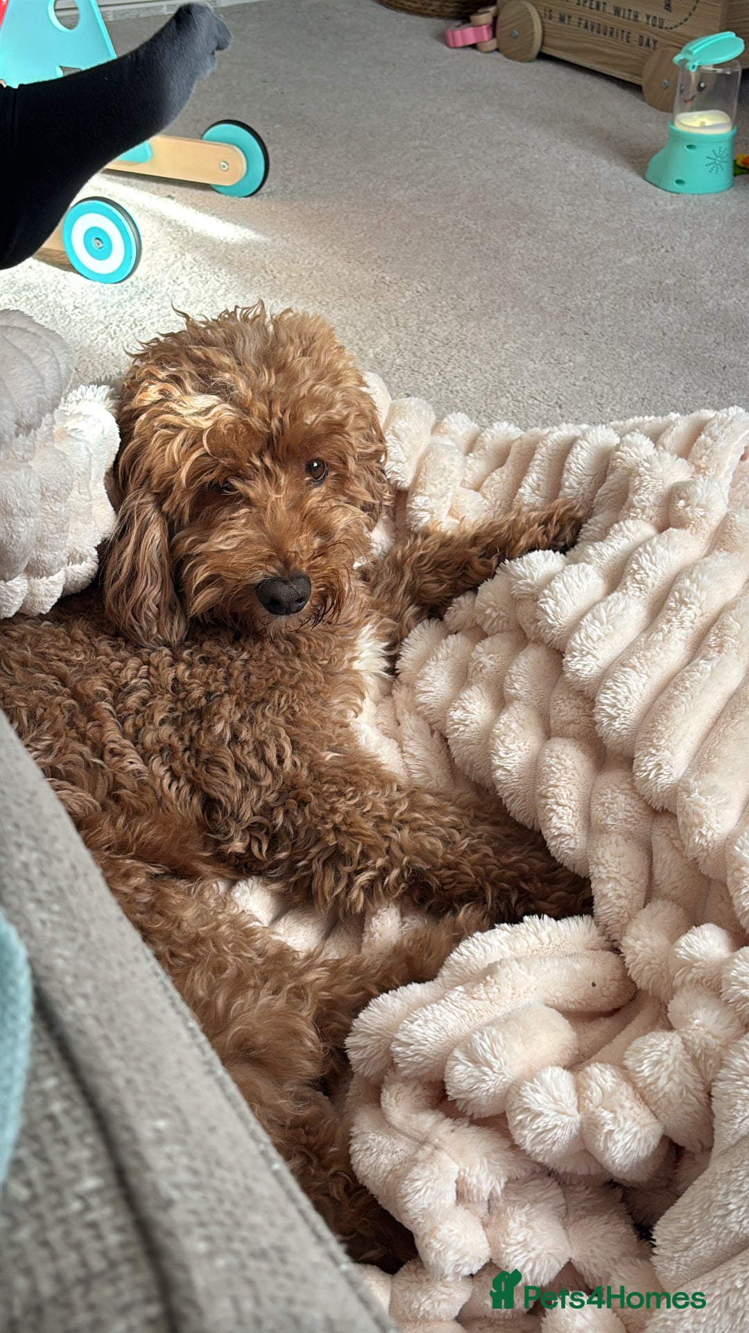 Cockapoo dogs for sale: Male 4 year old  - Advert 4