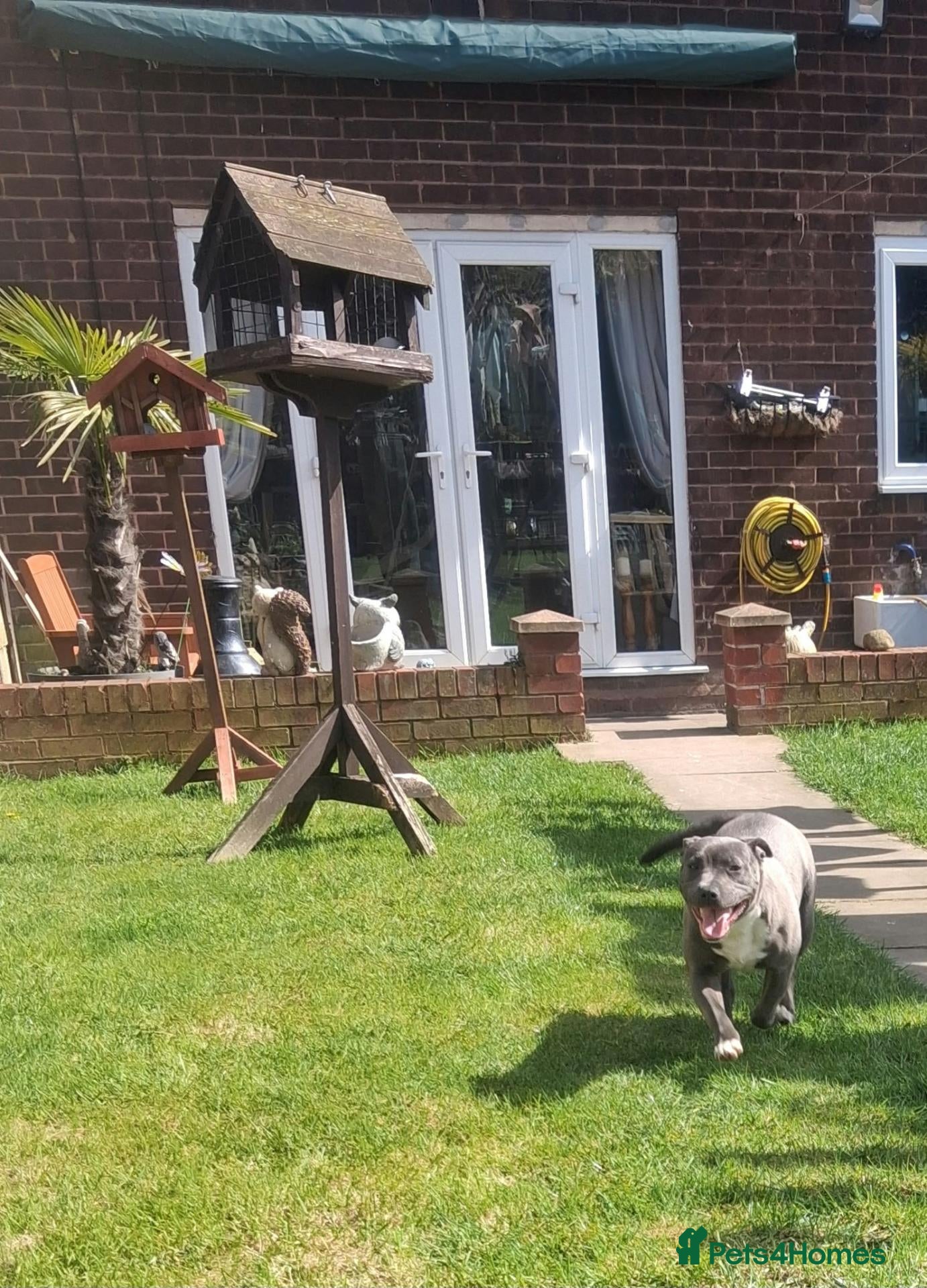 Staffordshire Bull Terrier dogs Staffordshire bull terrier puppies for sale  - Advert 1