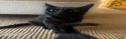 Mixed Breed cats for sale: 3 beautiful kittens  - Advert 1