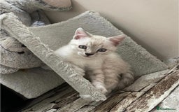 Bengal cats for sale: Pure bred Snow Bengal / Snow Leopard kittens - Image 8
